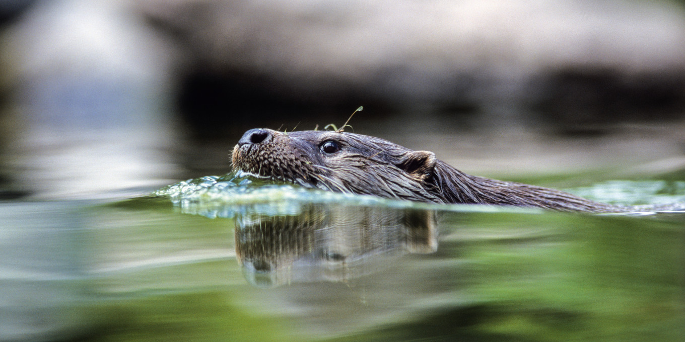 Une faim de loutre